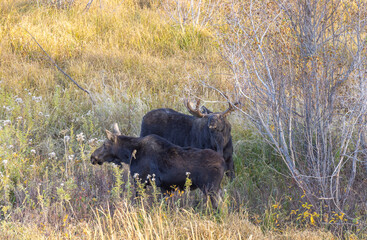 Shiras Moose Bull and Cow Rutting in Wyoming in Autumn