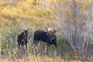 Shiras Moose Bull and Cow Rutting in Wyoming in Autumn