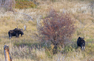 Shiras Moose Bull and Cow Rutting in Wyoming in Autumn