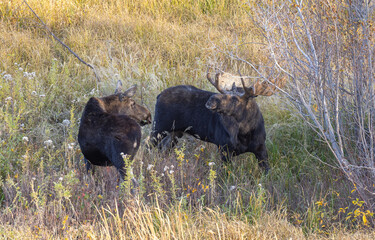 Shiras Moose Bull and Cow Rutting in Wyoming in Autumn