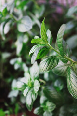 Obraz premium The leaves of the mint plant in the pot