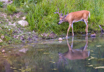 deer with reflection 
