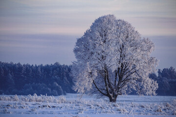 Drzewa w zimowej szacie 