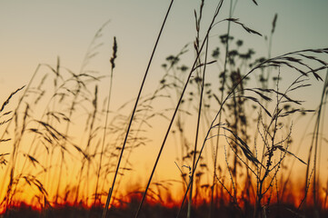 Obraz premium Sunset in the field. Grass against the setting sun and golden clouds. Calm and tranquility. Natural natural background. Pattern and wallpaper. The beauty of the wild nature