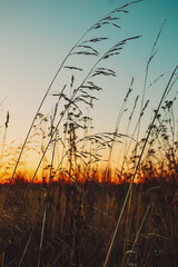 Obraz premium Sunset in the field. Grass against the setting sun and golden clouds. Calm and tranquility. Natural natural background. Pattern and wallpaper. The beauty of the wild nature