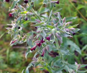 In the wild, nonea pulla blooms