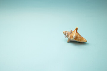 Seashell lies on a blue background