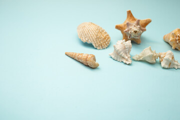 Seashell lies on a blue background