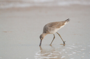 Willet sandpiper on ocean beach