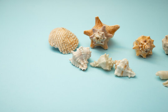 Seashell lies on a blue background