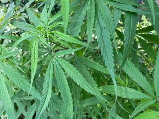 Marijuana Plant with Bud and Leaves Plants at outdoor Cannabis Farm, In door grow hemp. Medicinal indica with CBD. Young cannabis plant. Cannabis at the beginning of flowering.