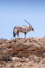 Gemsbok in the Kgalagadi