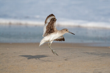 Willet sandpiper on ocean beach