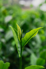 Small and green tea leaves