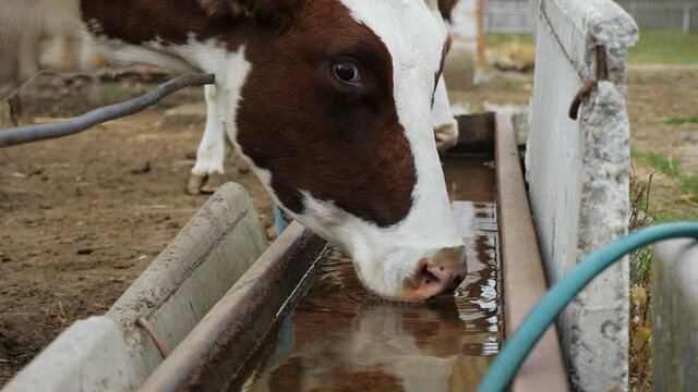 Cow drinking water from a trough at an animal farm in close-up