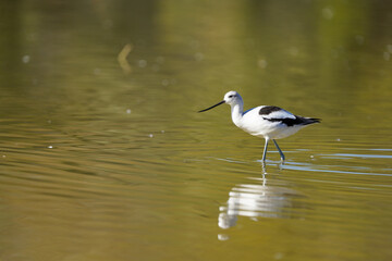 Fototapeta premium American Avocet wading