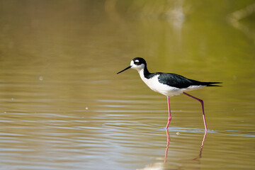 Black-necked Stilt with long legs