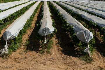 The vines are covered in order to protect the grape vines against various risks.