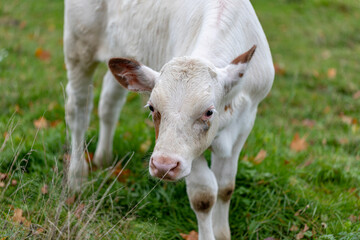 white cow baby in green meadow