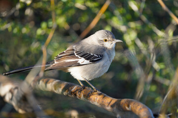 Mockingbird posing