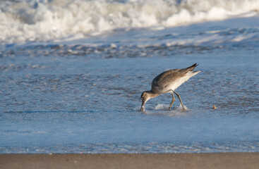 Willet sandpiper on ocean beach