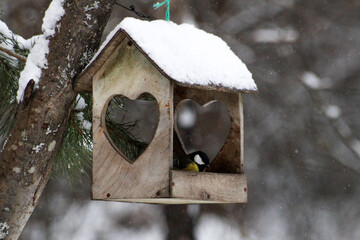 bird house in the forest
