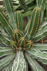 An image of succulent Euphorbia hottentota