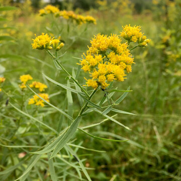 The wildflower known as grass-leaved goldenrod or flat-topped goldenrod (Euthamia graminifolia, formerly Solidago graminifolia), in flower in a meadow