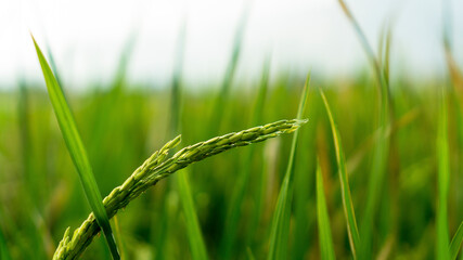 In those that are about to be harvested, the green turns yellow and gives a cool look. The location is in the fields of Jalan Ciateul, Garut, Indonesia.