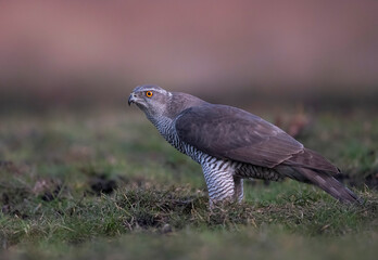 Northern goshawk bird ( Accipiter gentilis )