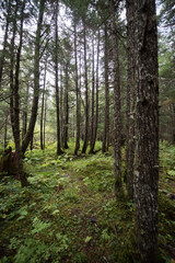 Girdwood, Alaska forest trees in summer