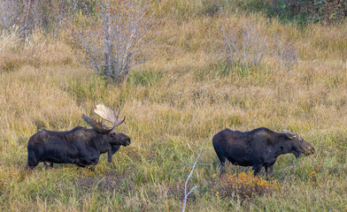 Shiras Moose Bull and Cow Rutting in Wyoming in Autumn