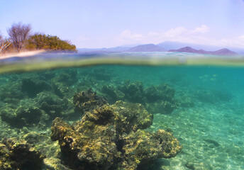 underwater scene , caribbean sea , Venezuela