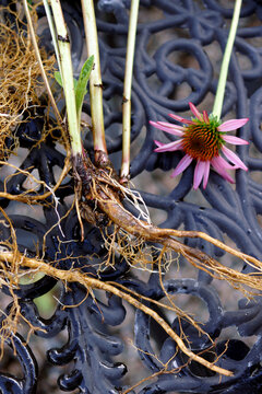 The roots of the medicinal herb known as echinacea or purple coneflower (Echinacea purpurea)