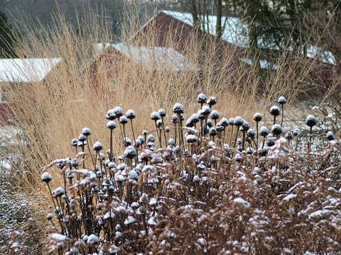 The dried seedheads of purple coneflower (Echinacea purpurea) with snow in a winter perennial garden