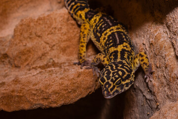 Leopard gecko, Pakistani fat-tailed gecko, Eublepharis macularius