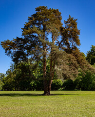 a lonely tree in the middle of a field in a park