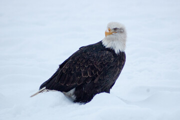 american bald eagle in Alaska