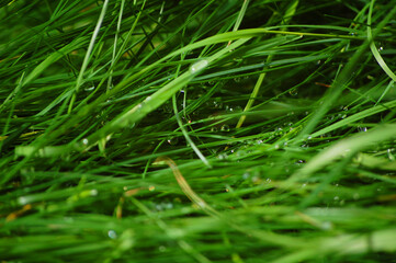 Close up of green grass with waterdrops.