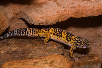 Leopard gecko, Pakistani fat-tailed gecko, Eublepharis macularius