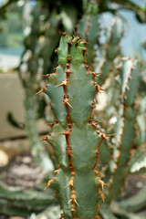 An image of succulent Euphorbia caerulescens (Euphorbia coerulescens)