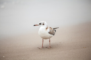 Seagull in the natural environment on the Baltic Sea.