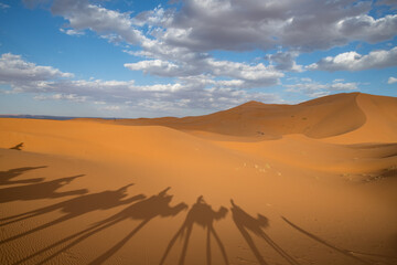 Shadows of tourist in a caravan riding dromedaries in the Sahara desert sand dunes near Merzouga. High quality photo