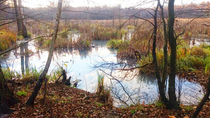 Creepy meadow and water in autumn.