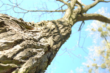 Bottom view of the trunk of tree in early spring.