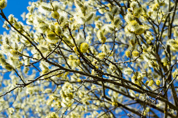 Natural spring background. Blooming willow symbol of the Christian holiday Easter.