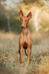 Pharaoh hound red dog in the grass 