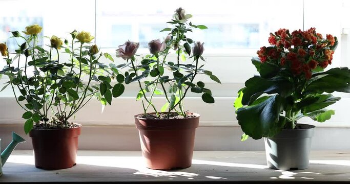 gardening near window at home