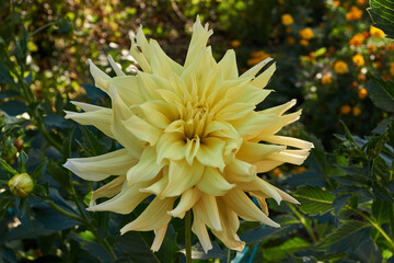 Dahlias are blooming in the garden of the country house. Dahlia (lat. Dahlia) is a genus of perennial herbaceous plants of the Asteraceae family with tuberous roots and large flowers of bright color.