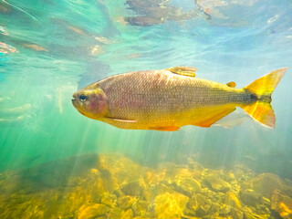 Brycon fish in waterfall river at Nobres, State of Mato Grosso, Brazil